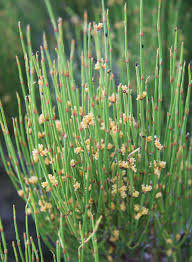 <p>branched shrub with inconspicuously small scalelike leaves.</p>