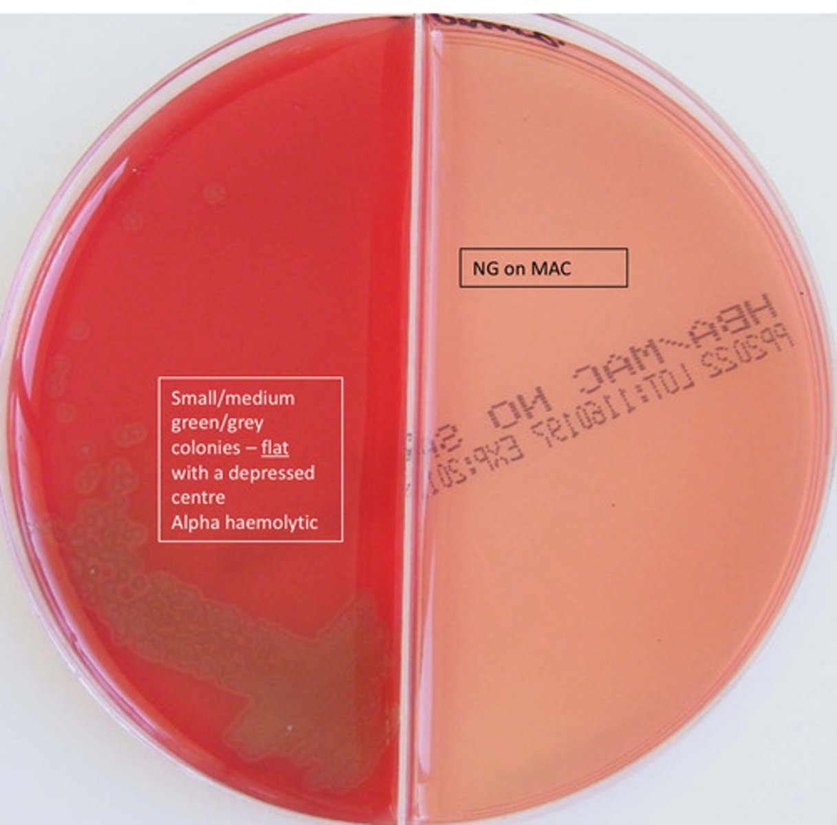 <p>catalase neg GPC, alpha haemolytic, bile soluble, optochin sensitive, diplococcus</p>
