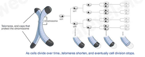 <ul><li><p><span>cap the ends of chromosomes and are needed for successful cell division</span></p></li><li><p><span>permit continued replication </span></p></li><li><p><span>prevent the loss of genes</span></p></li><li><p><span>telomeres are made of DNA with short base sequences that are repeated multiple times</span></p></li><li><p><span>the copying enzyme, telomerase, stops a little short of the end of DNA</span></p></li><li><p><span>more bases are added, which don’t have useful information, but allows telomerase to complete copying the meaningful DNA</span></p></li></ul>