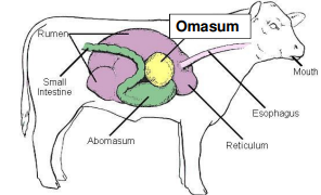 <p>Omasum (Forestomach)</p>