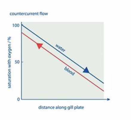 <p>describe counter current exchange in fish gills: </p>