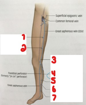 <p>Label the parts of this perforator anatomy image. </p>