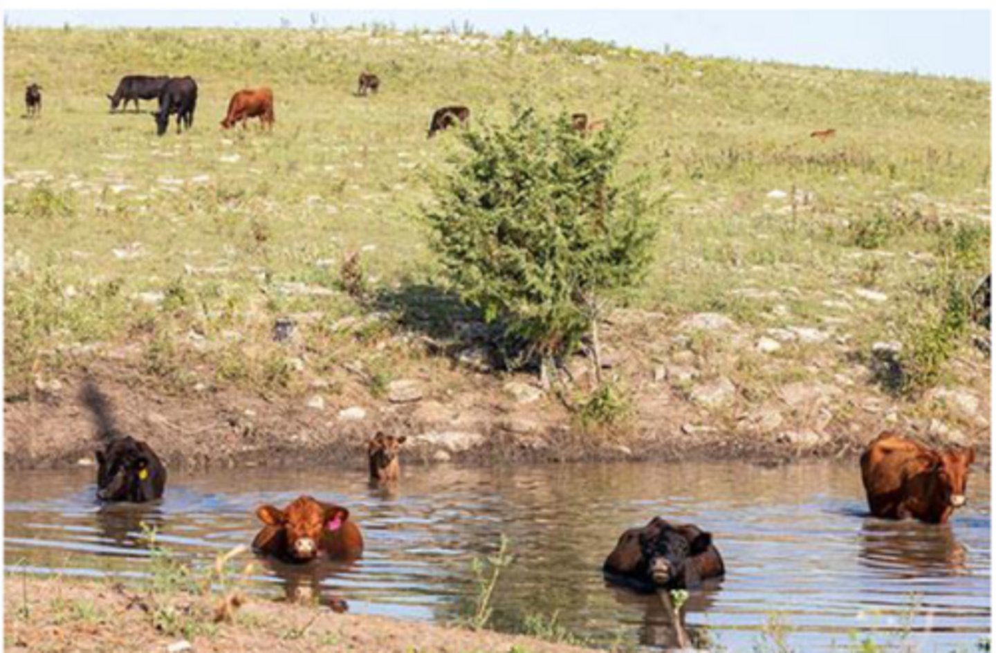 <p>Is this practical at a dairy farm for cooling?</p>