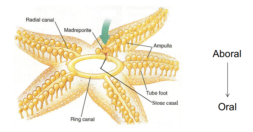 <ul><li><p>Fluid-filled canals branching from a ring canal.</p></li><li><p>The canals lead to podia (tube feet) arranged along branches (ambulacra)</p></li><li><p>Tube feet are sucker-like appendages</p></li><li><p>Tube feet are extended and retracted by hydraulic pressure</p></li><li><p>Embryological origin from coelom (left mesocoel)</p></li><li><p>Fluid similar to sea water and cells (coelomocytes) circulated by cilia</p></li><li><p>stone canal = completely sclerotized</p></li></ul><p></p>