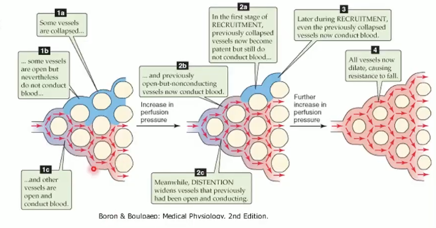 <ul><li><p><strong><span>Recruitment</span></strong><span>: open previously unperfused capillaries (exercise).</span></p></li><li><p><strong><span>Distension</span></strong><span>: dilate existing vessels.</span></p></li><li><p><strong><span>Compliance</span></strong><span>: thin, elastic vessels buffer pressure changes.</span></p></li></ul><p></p>