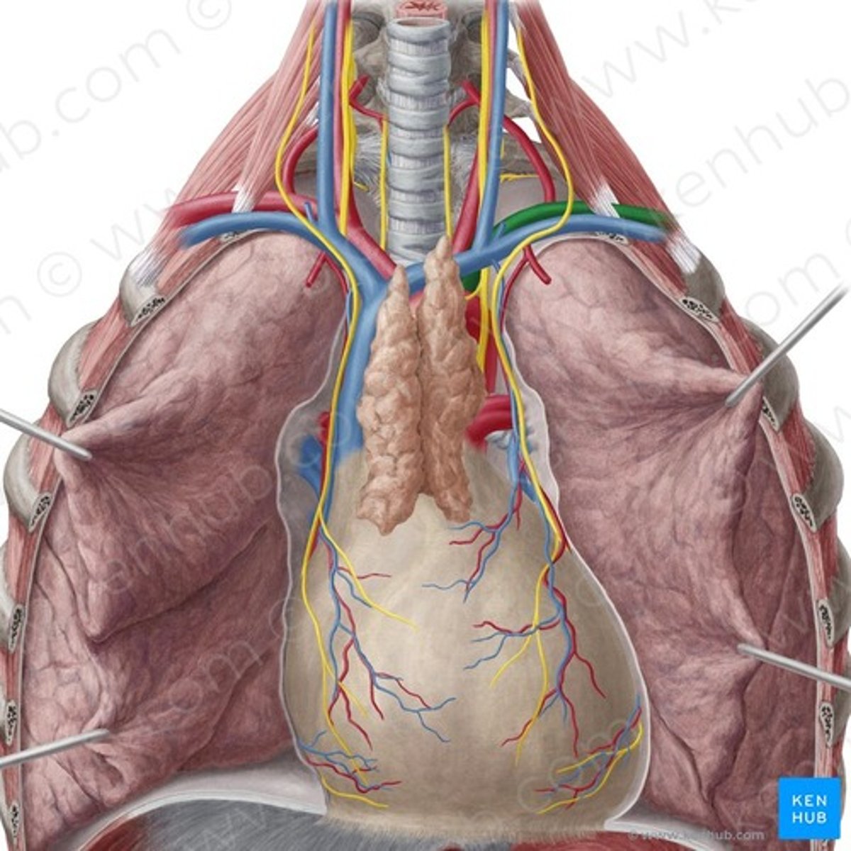 <p>oorsprong: aortaboog</p><p>voorziet: bovenset ledematen, thorax, nek en hersenen</p>