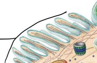 <p>Cilia</p>