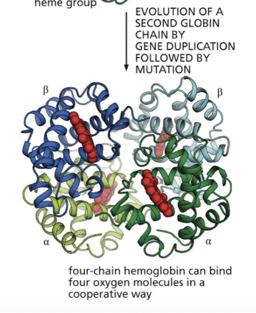 <p>since we have 2 copies of both alpha and beta hemoglobin, one can be experimented on while the other does its job. (one of the genes create the alpha one and one creates the beta)</p>