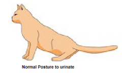 <p>1.Head slightly inclined downwards<br />
2.May cry out<br />
3.Hunched–up posture<br />
4.Front legs vertical<br />
5.Hind legs more vertical<br />
6.Arched back<br />
7.Tense muscles<br />
8.Stifle joint forward</p>
