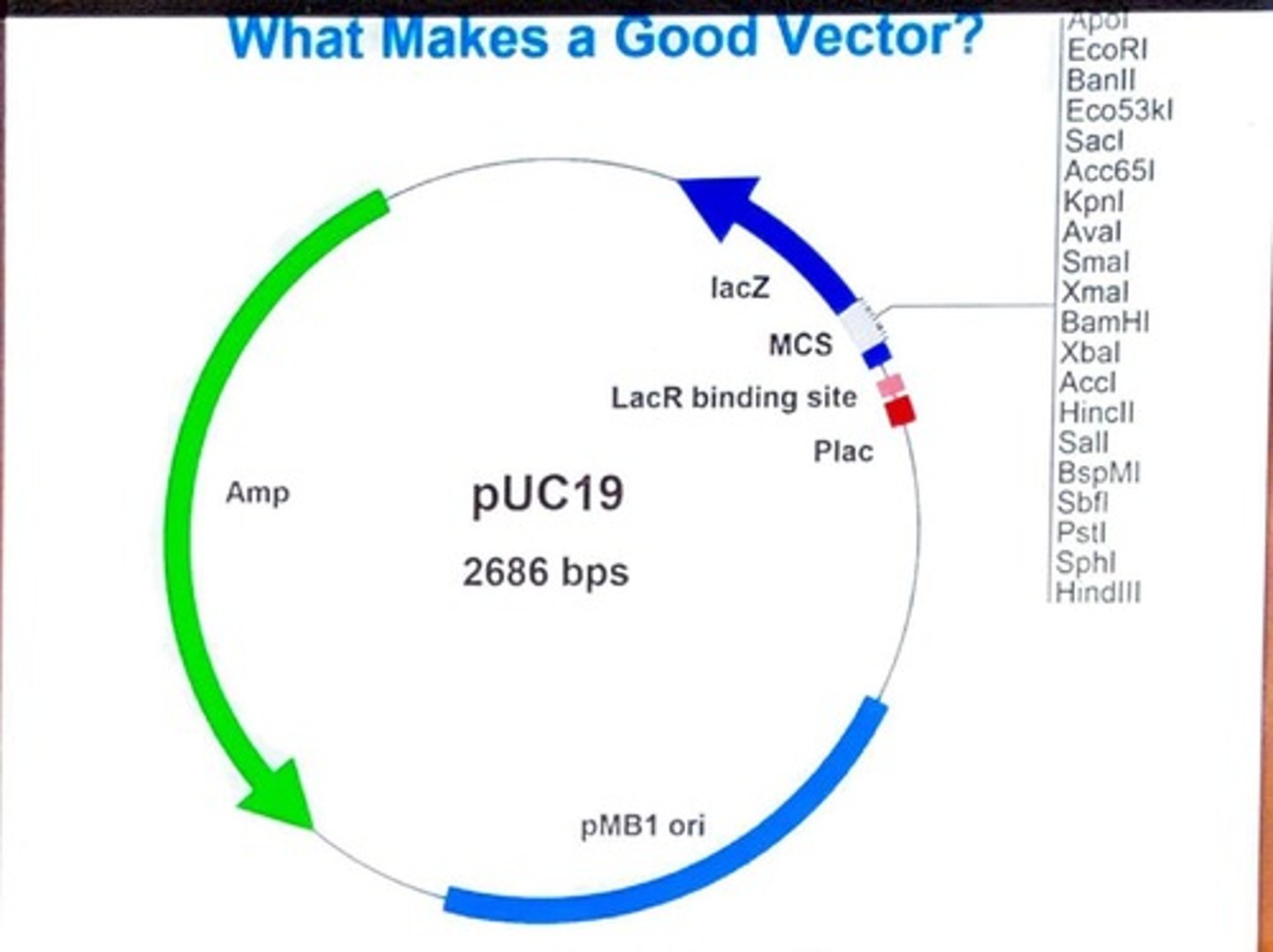 <p>It allows plasmids to replicate independently from the host chromosome.</p>