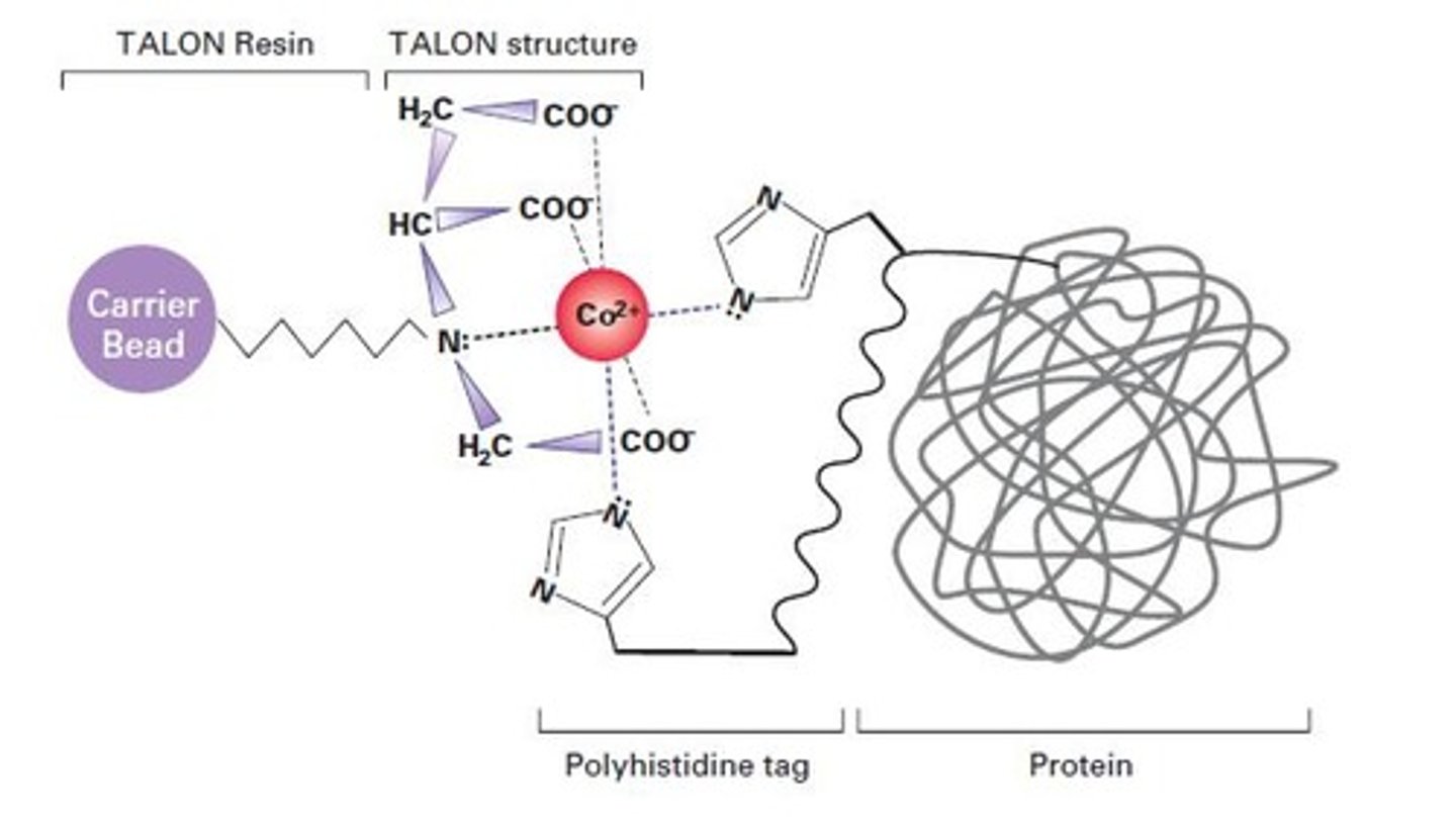 <p>Interaction of histidine residues with metal ions.</p>