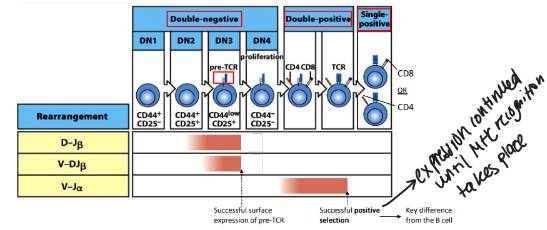 <p>-rearrangement of the T-cell receptor genes</p><p>-TCRbeta rearrangement starts with D→J in DN2 cells and is shut down by successful surface expression of the pre-TCR (like B cells)</p><p>-TCRalpha rearrangement occurs in DP thymocytes→ends with successful positive selection (unlike B cells)</p>