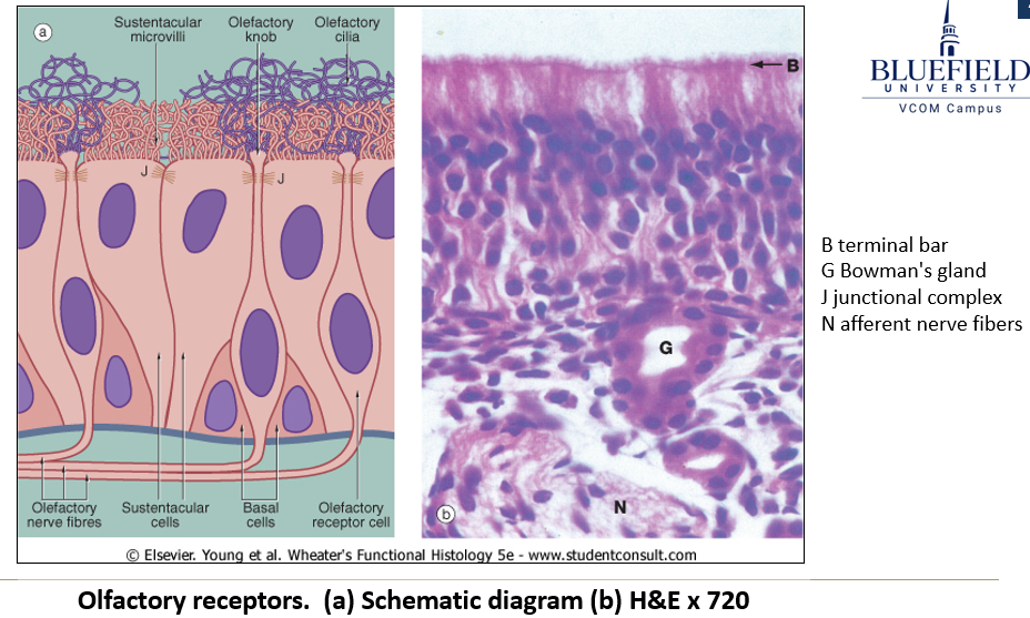 <p>What is the function of <strong>Bowman’s glands</strong> in the olfactory mucosa?</p>