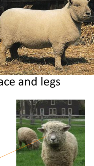 <p>SHEEP BREEDS: what is the breed, origin, color, horns, and traits?</p>