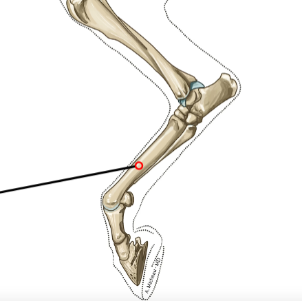<p>Central longest metatarsal; main weight axis.</p>