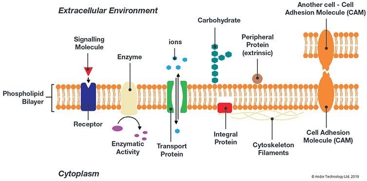 <p>Cell adhesion molecules (aka CAMs) are <strong>Proteins</strong> found on the cell membrane that bind cells to other cells or to the extracellular matrix.</p>