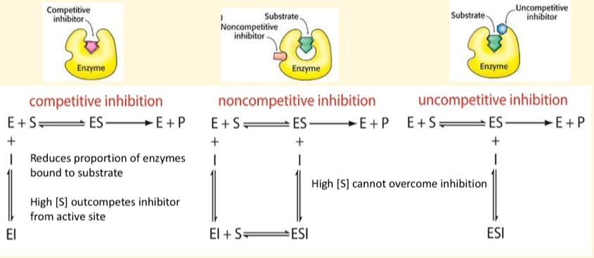 <p>Competitive = only binds to free enzymes</p><p>Non-competitive = bind to free enzymes and ES complexes</p><p>Un-competitive = only binds to ES complexes</p>