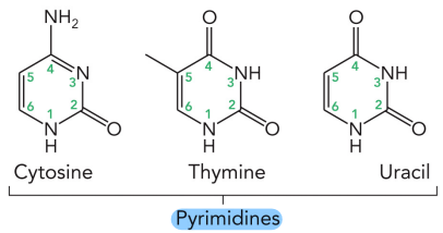 <ul><li><p>Cytosine</p></li><li><p>Thymine</p></li><li><p>Uracil</p></li></ul><p></p>