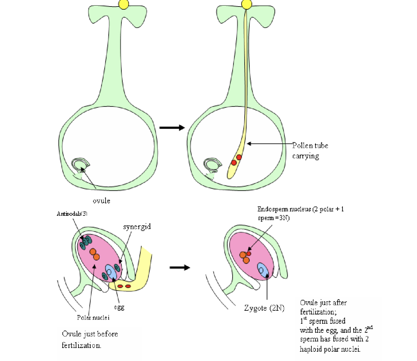 <p>After landing on the stigma, the pollen grain germinates and forms a pollen tube, which is a narrow tube that grows down through the style and the ovule, carrying the sperm cells for fertilization</p>
