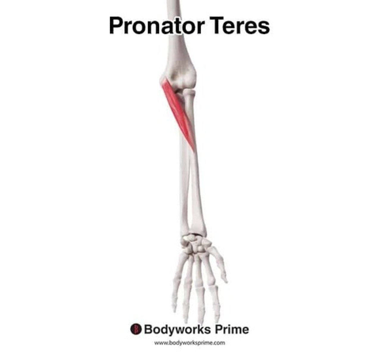 <p>Location: Anterior forearm; Bones Associated: Humerus, radius; Origin: Humerus & ulna; Insertion: Radius.</p>