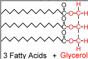 <p>Triglyceride</p>