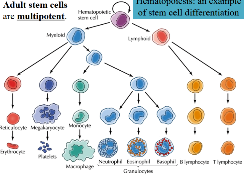 <p>having the ability to become many different types of cells</p><p>e.g. adult stem cells</p><p>i.e. hematopoietic</p>