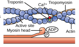 <p>Muscle Contraction: Step 1</p>
