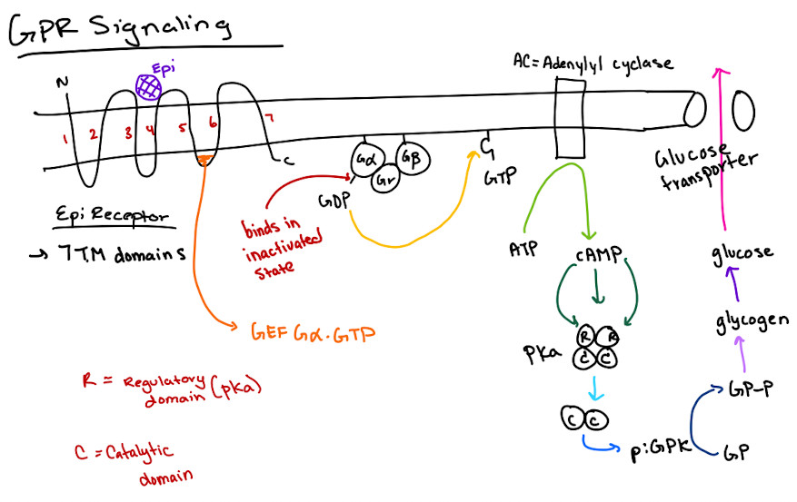 <p><span>cAMP activates PKA → PKA phosphorylates glycogen phosphorylase kinase (GPK) → GPK phosphorylates glycogen phosphorylase (GP) → GP breaks down glycogen to glucose.</span></p>
