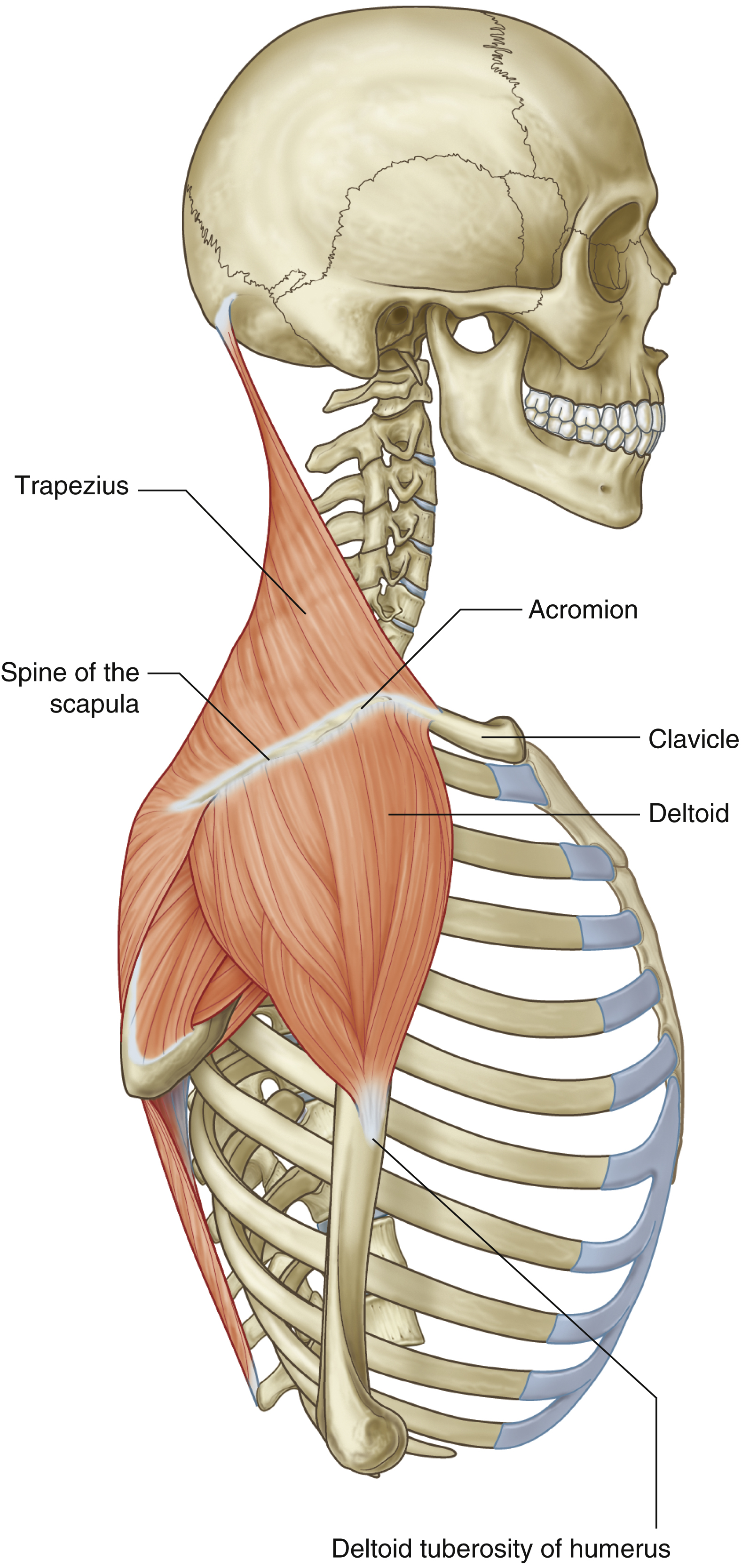 <p>Deltoid: insertion</p>