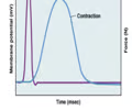 Time Course of Depolarization