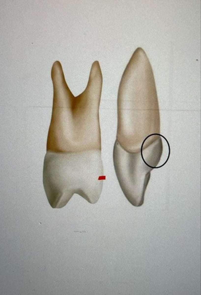 <p>All posterior teeth only</p>