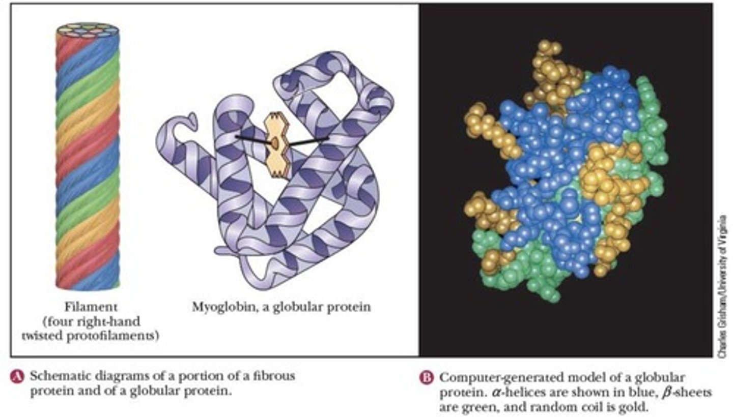 <p>Fibrous protein giving strength to bones and skin.</p>