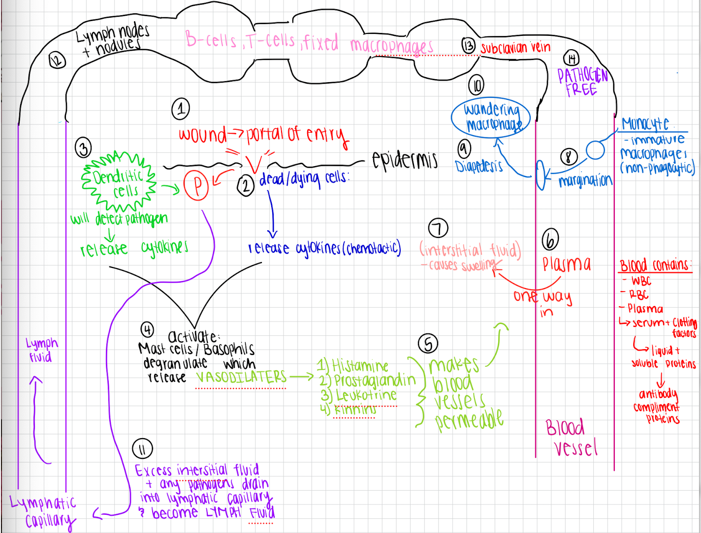 <p>Inflammation molecular pathway</p>