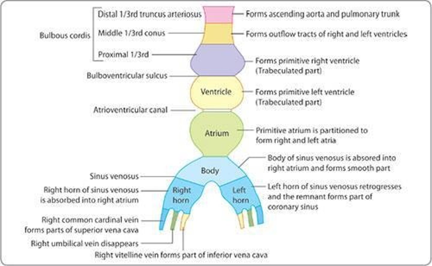 <p>Sinus venosus, primitive atrium, atrioventricular sulcus, primitive ventricle, interventricular sulcus, bulbus cordis, and aortic sac.</p>