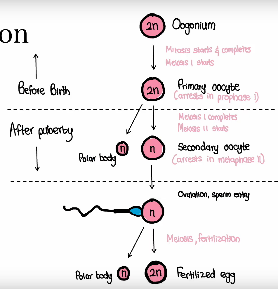 <p>What is the next step for <strong>oogonia </strong>after they are<strong> formed during fetal development?</strong></p>