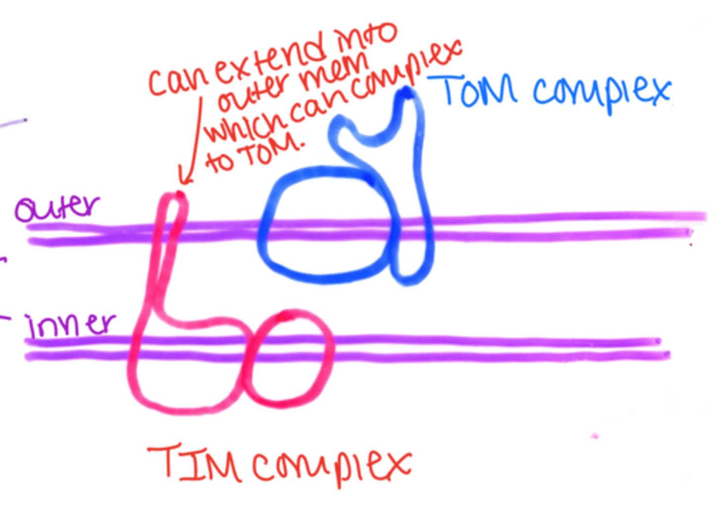 <p>T: this allows it to complex with TOM</p>