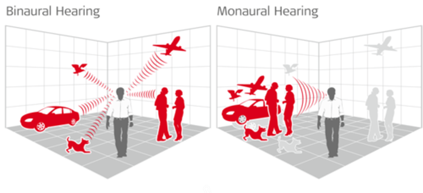 <p>The process by which our brain determines where sounds are coming from. Allows us to determine the direction and distance of sounds</p>