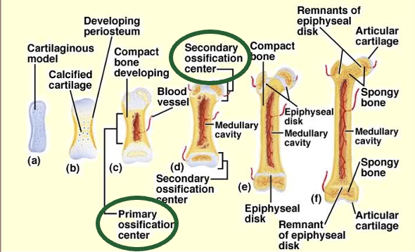 <ul><li><p>is mainly in length</p></li><li><p>part of growth and development</p></li><li><p><strong>Ossification:</strong> bone formation</p><ul><li><p>endochondral </p></li><li><p>intramembranous </p></li></ul></li><li><p><strong>Epiphyseal Plate</strong> is the key for long bones </p></li></ul><p></p>