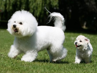 <p>Bichon Frise</p>