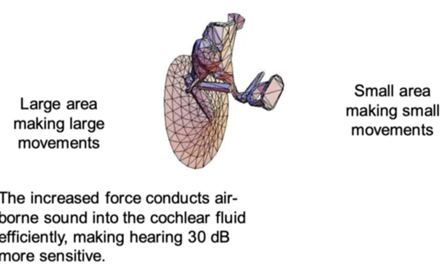 <p>Finite-element model of the human tympanic membrane (before ossicles between them and canal) and ossicles.</p><p>Large area making large movements to Small area making small movements</p><p>The increased force conducts air- borne sound into the cochlear fluid efficiently, making hearing 30 dB more sensitive. (leverage effect on bones also does this)</p><p>-motion of the bones in the smaller area - end bit is stapes footplate</p><p>-this neatly fits onto a hole which opens into the cochlear called and oval window</p><p>-membrane over the window which it pushes on driving sound into the inner ear</p>