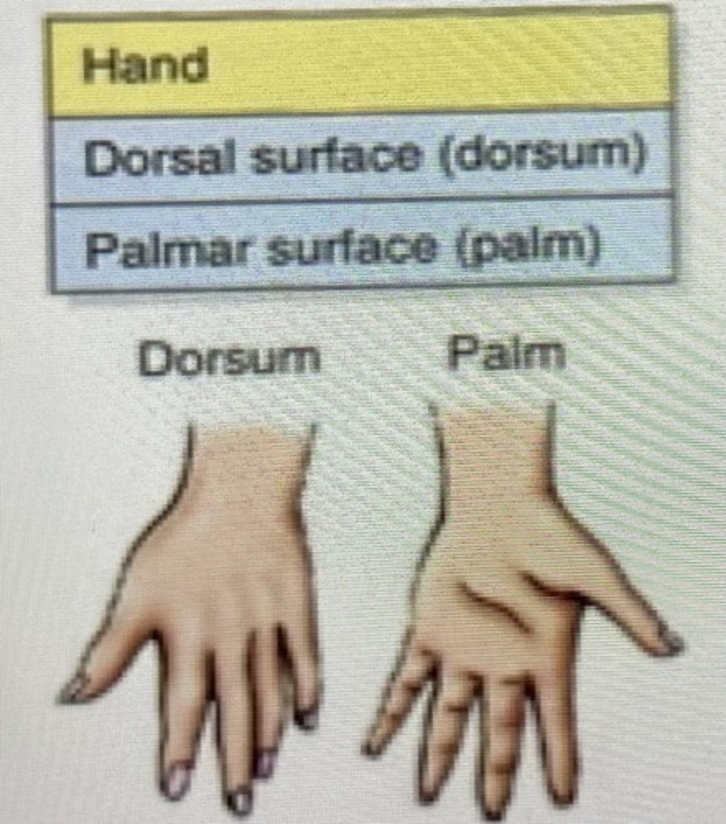 <p>palmar = front of the hand/anterior surface</p><p>dorsal = back of the hand/posterior surface</p>