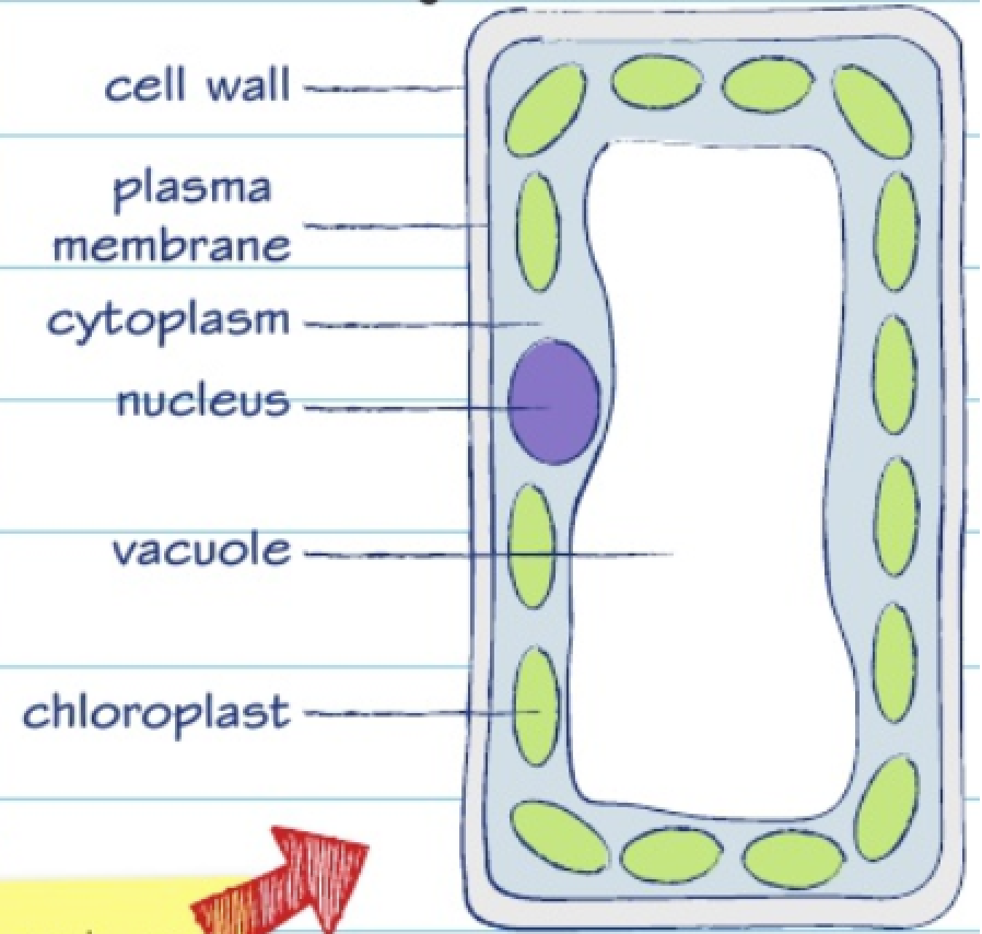 → More light can pass through = more photosynthesis