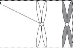 <p><strong>Figure 1 </strong>shows one pair of chromosomes </p><p>Describe the role of centrosome in mitosis (2) </p>