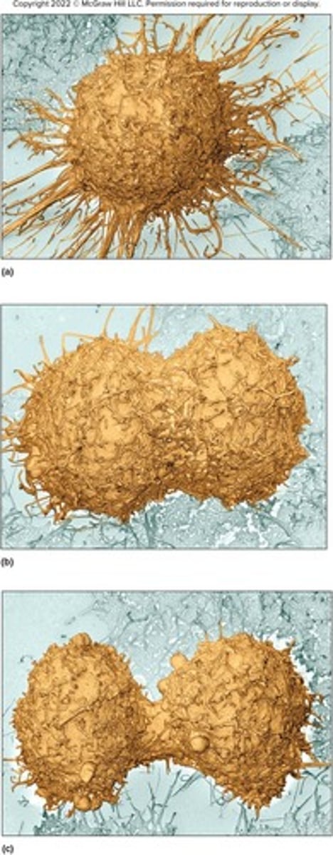 <p>Division of the cytoplasm</p>