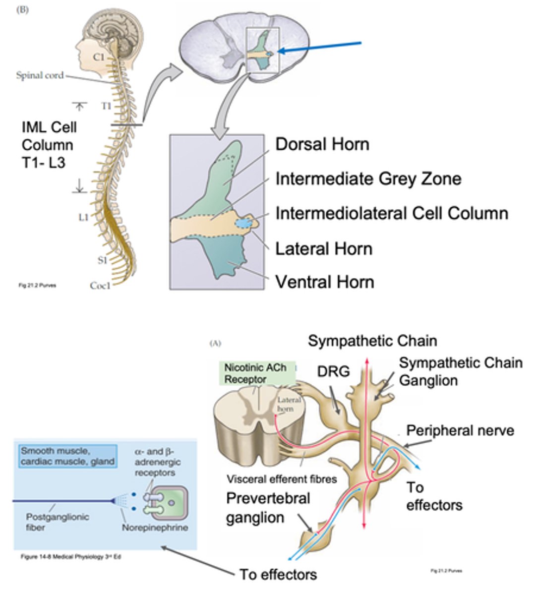 <p>Sympathetic organisation</p>