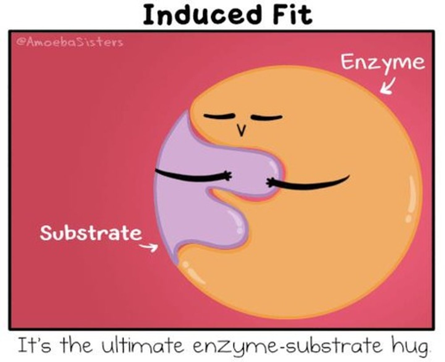 <p>Induced fit refers to the slight change in shape of the enzyme and substrate upon binding, enhancing the fit.</p>