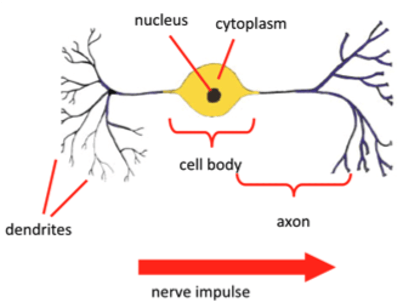 knowt flashcard image