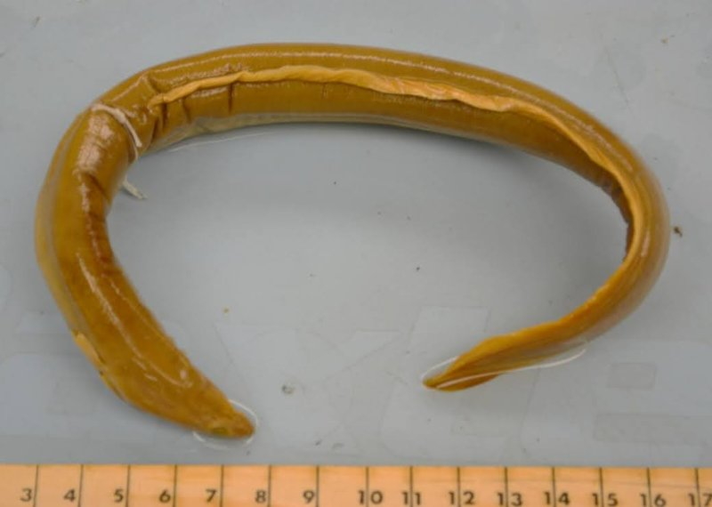 <p>ID the taxonomic order</p>