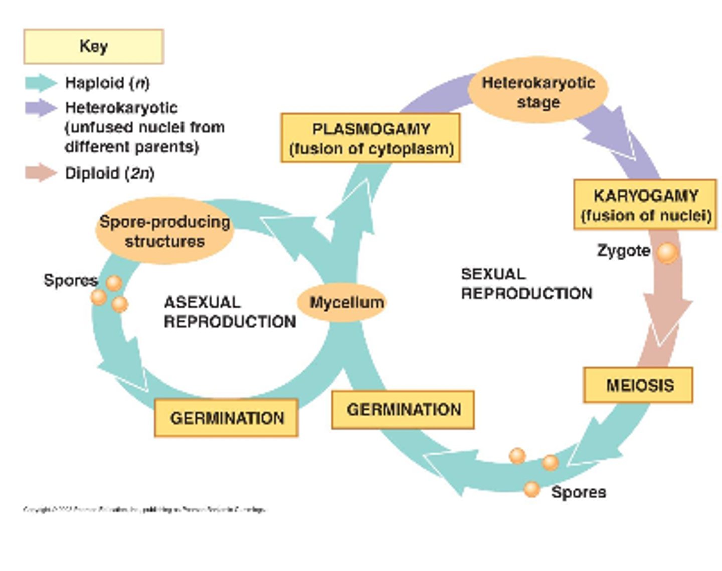 <p>Fusion of female and male strain cytoplasm that occurs during sexual reproduction of fungi.</p>