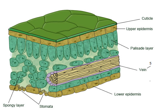 <ul><li><p>The leaf has thin walls which gives a short diffusion distance​</p></li><li><p>They are flat providing a large surface area to volume ratio​</p></li><li><p>They have many stomata which allows movement of gases in and out of the air spaces inside the leaf to maintain a steep concentration gradient​ </p></li><li><p>Air spaces allow gas movement around the mesophyll cells​ </p></li><li><p>Many stomata in lower epidermis open in sunlight to allow gas movement in and out of the leaf​ </p></li><li><p>Close contact between the cells and air spaces allows efficent gas exchange for photosynthesis and respiration.​</p></li></ul><p></p>